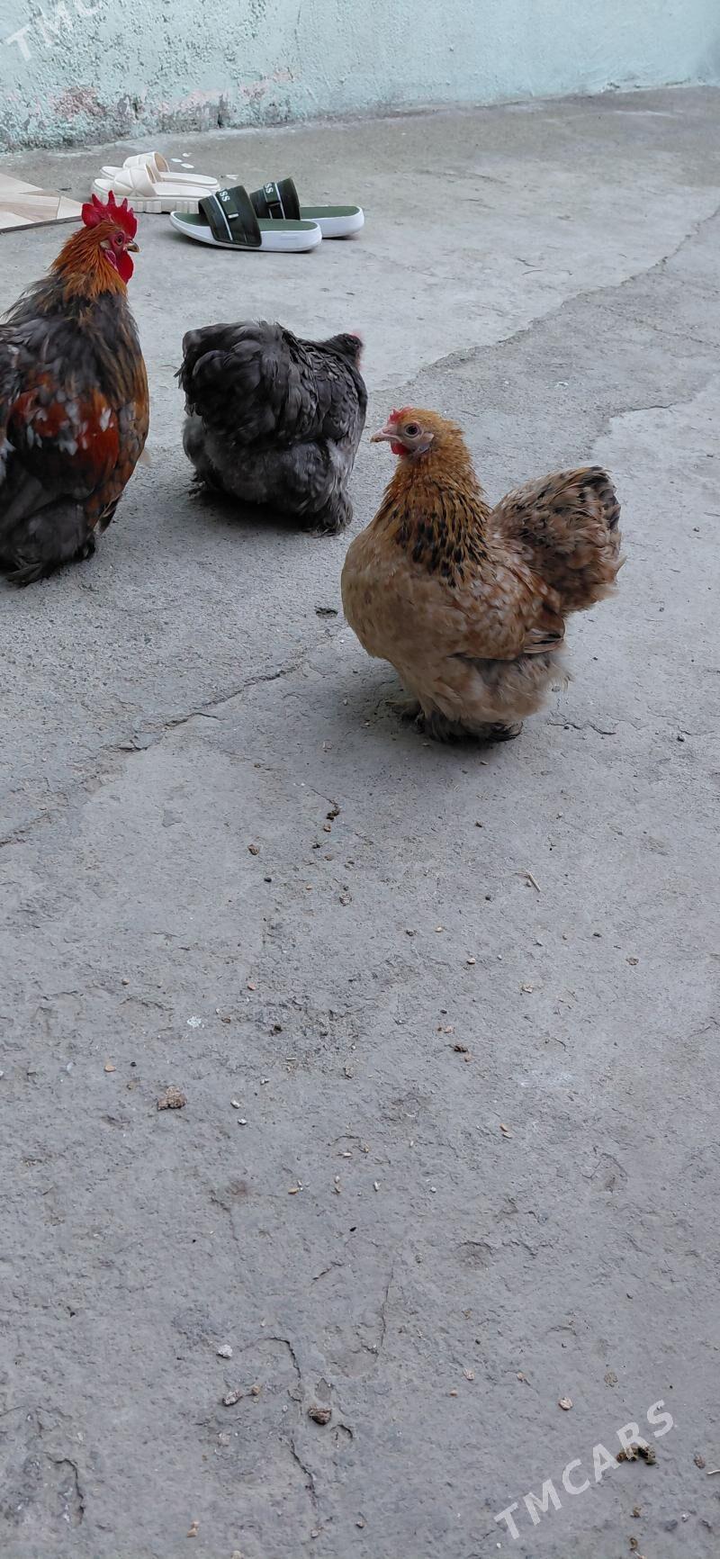 karlik kohinkik - Хитровка - img 1