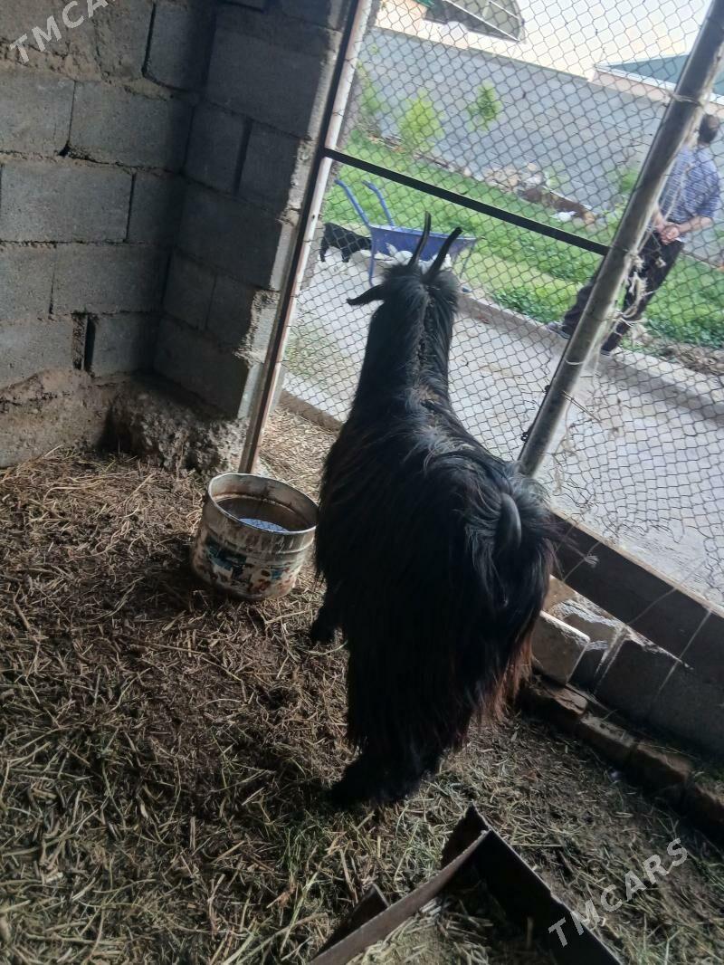 bogaz geçi - Ашхабад - img 1