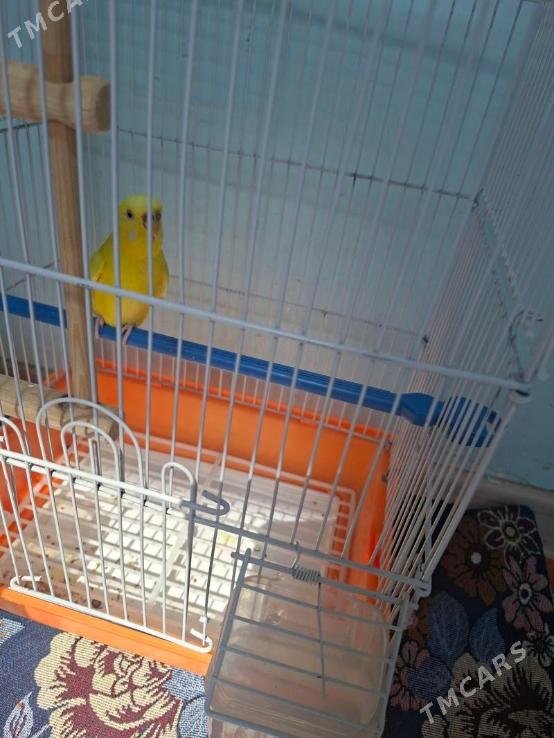 Guš - Balkanabat - img 1