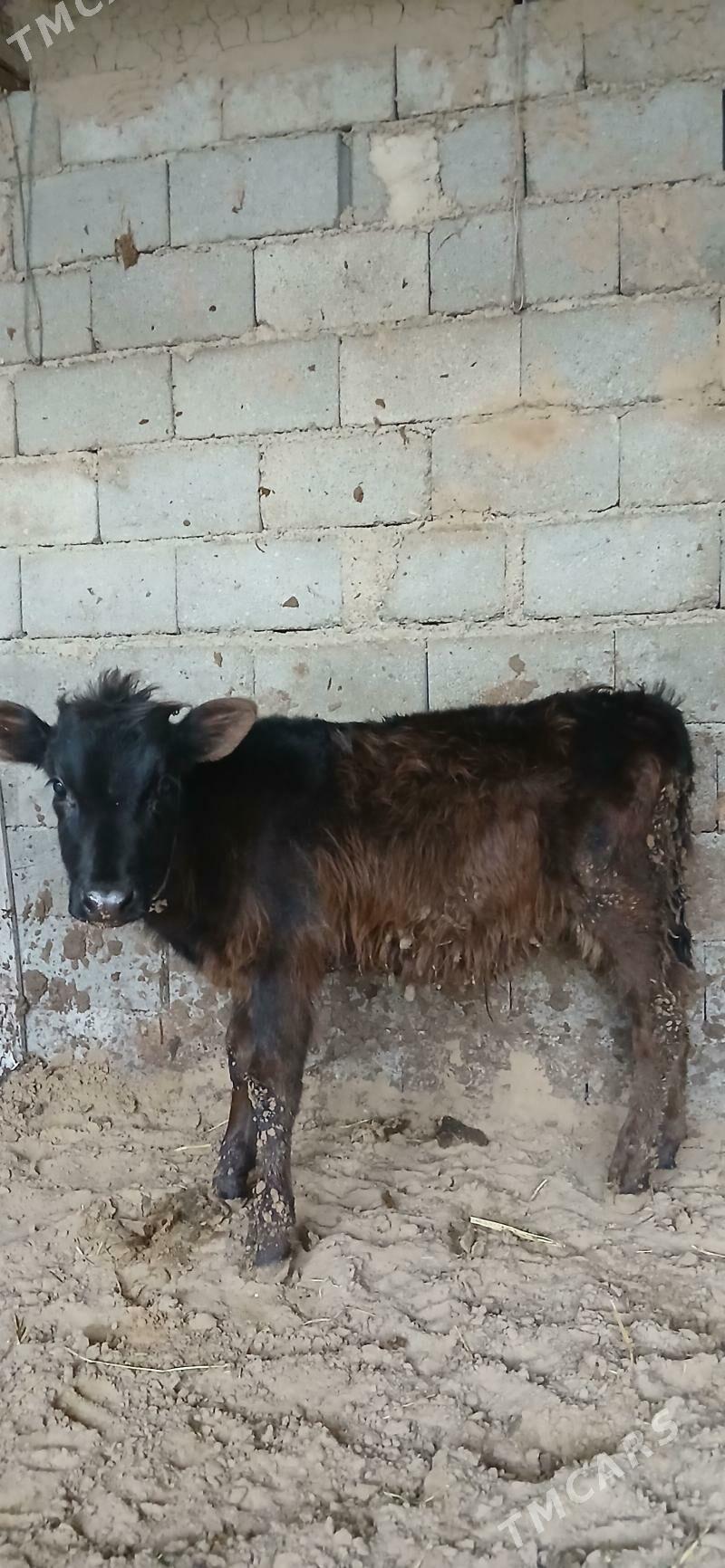 okuzce - Гёкдже - img 1