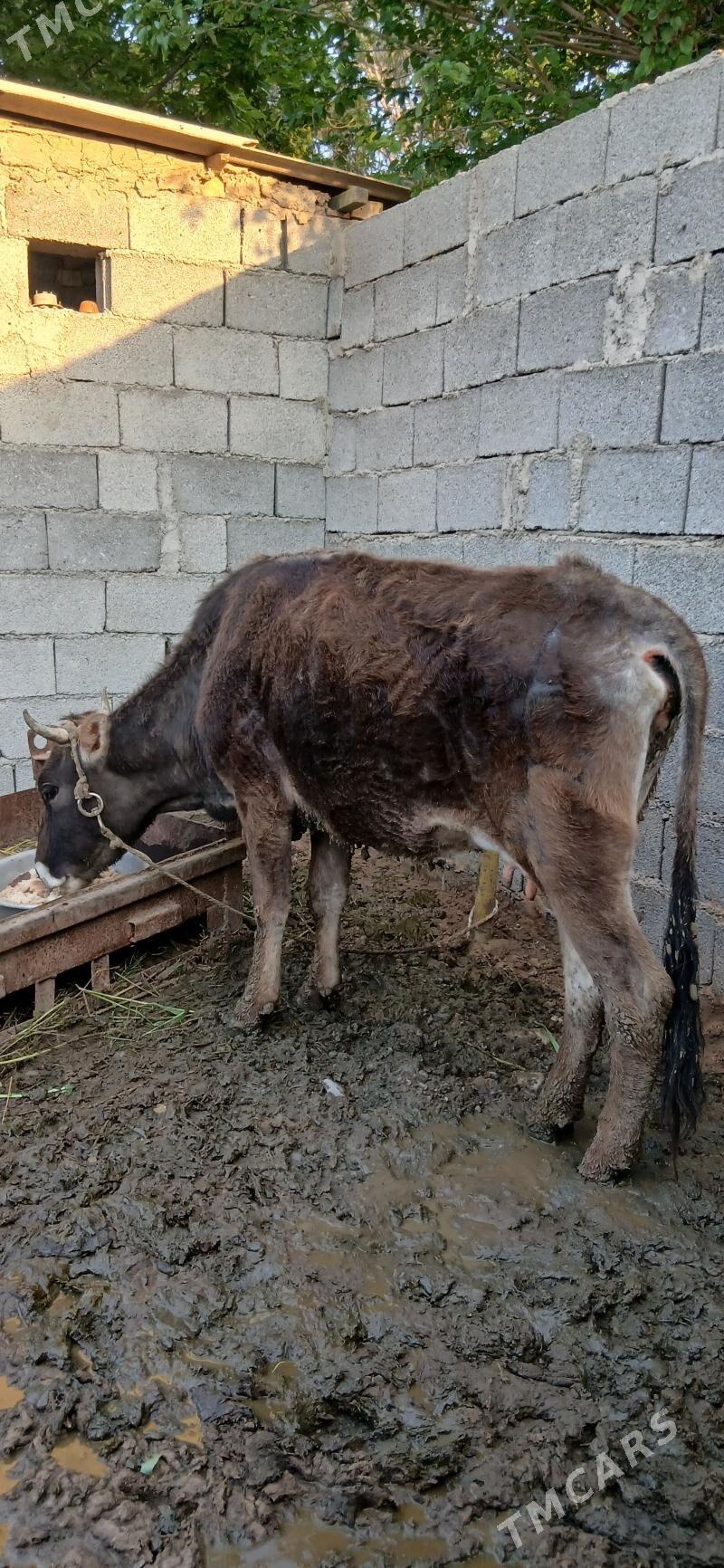 sygyr - Gökje - img 1