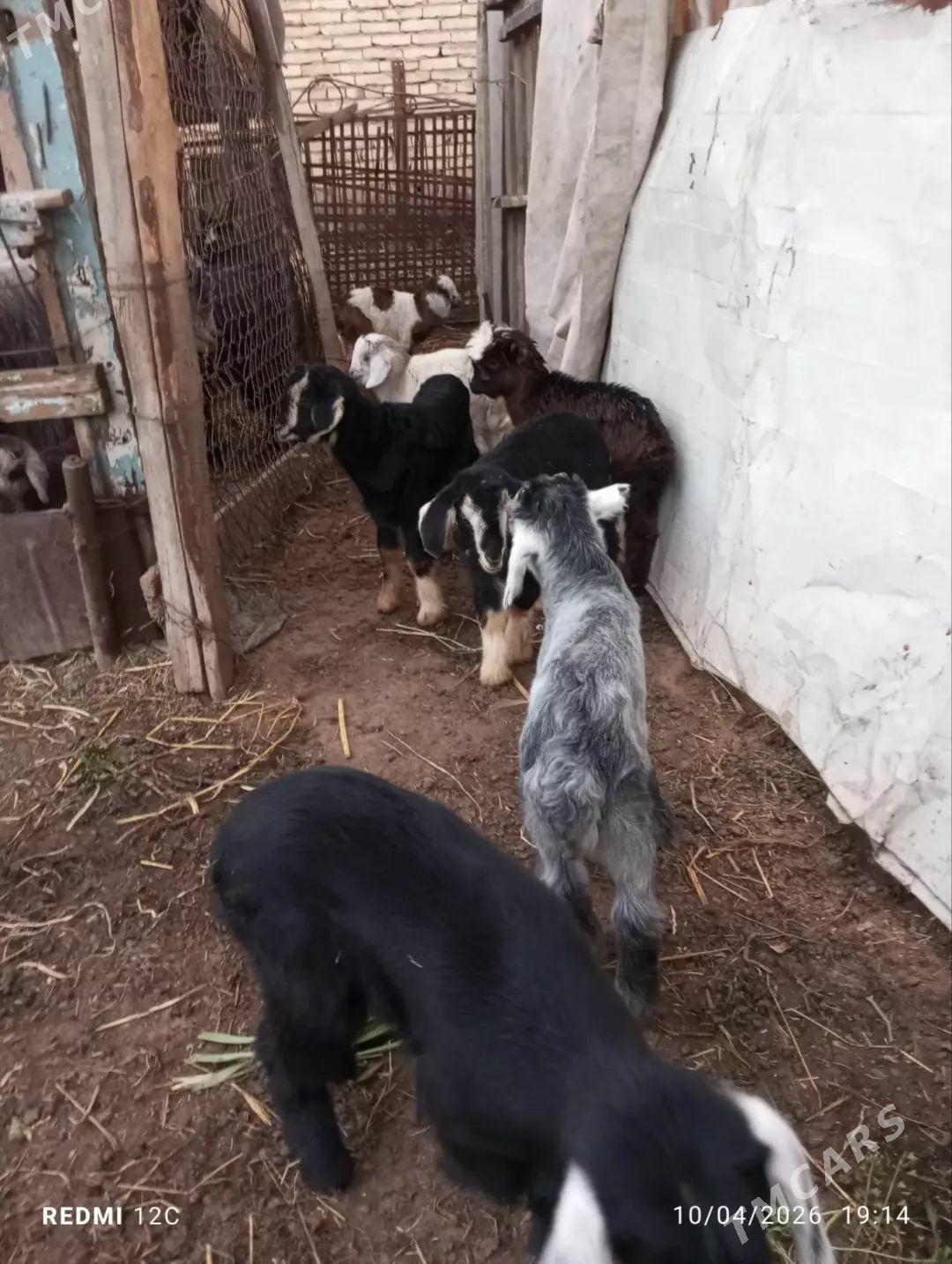 owlaklar - Farap - img 1