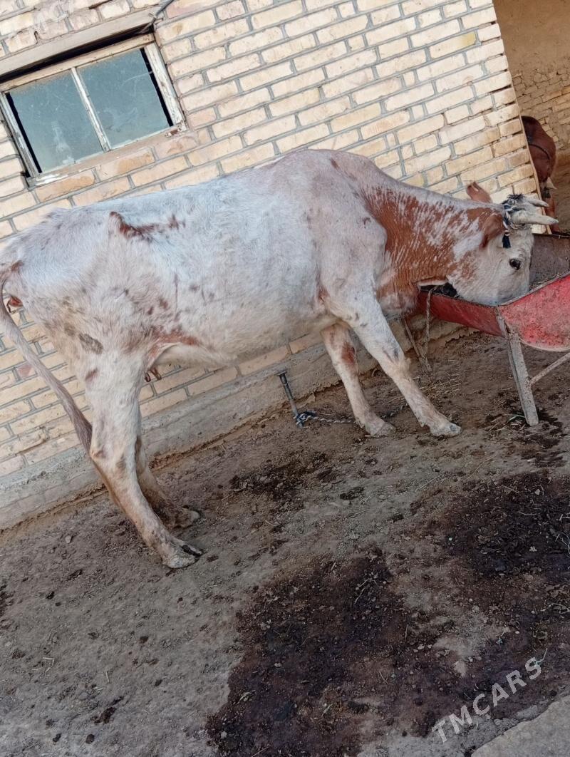 sygyr - Baýramaly - img 1