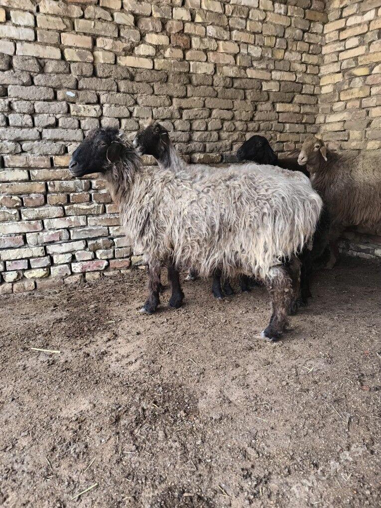 Ekiz guzyly goyun - Mary - img 1