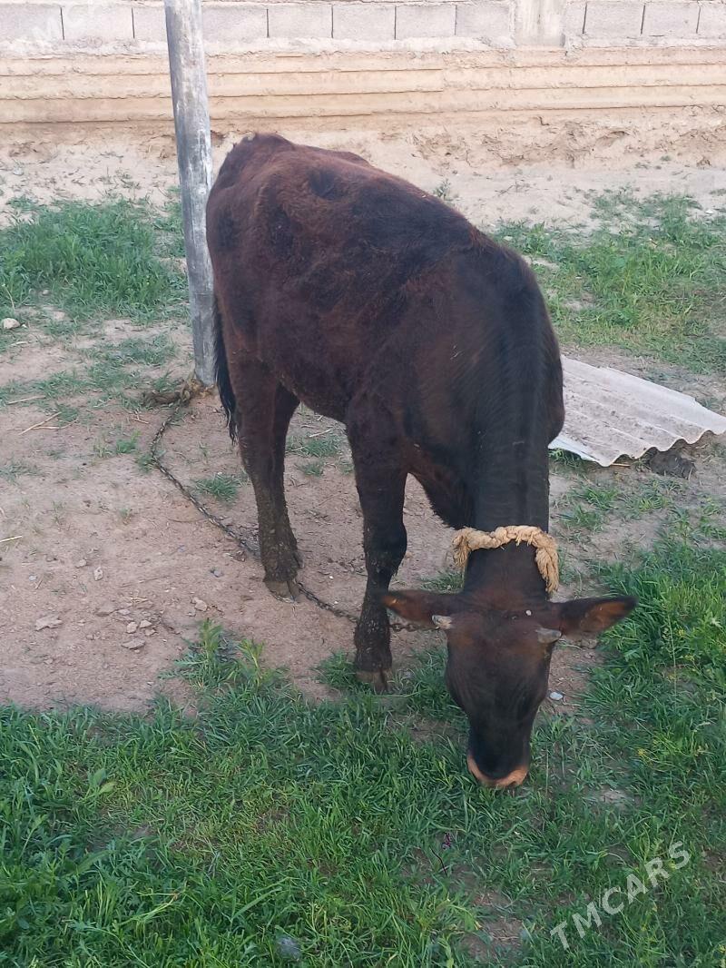 Tüwe - Gökdepe - img 1