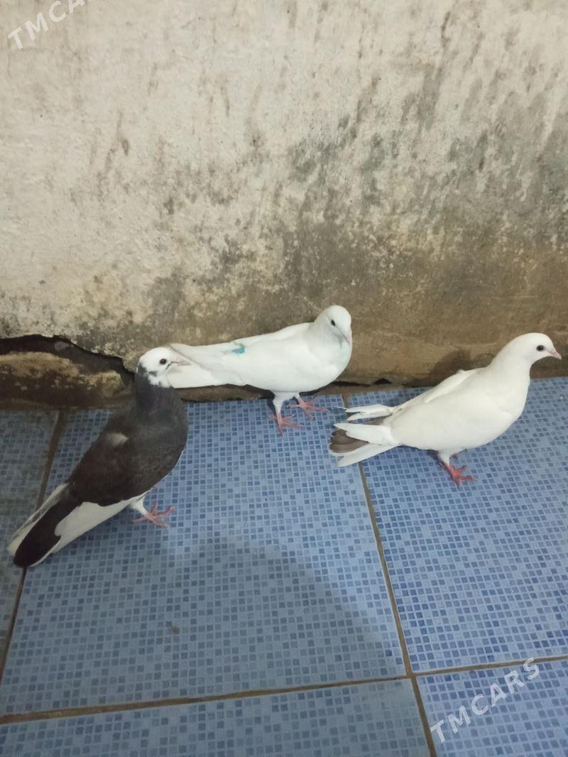 kepderi - Гызыларбат - img 1