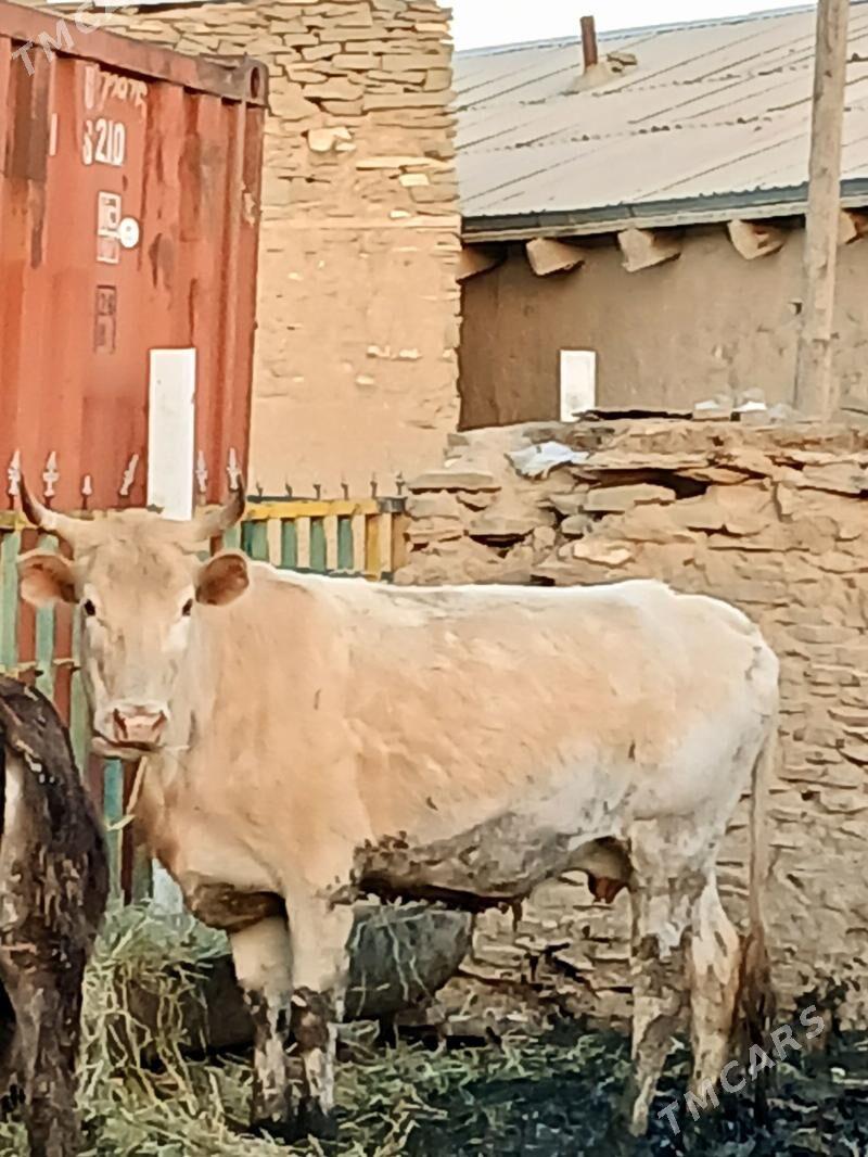 Baklan sygyr semyz - Bäherden - img 1