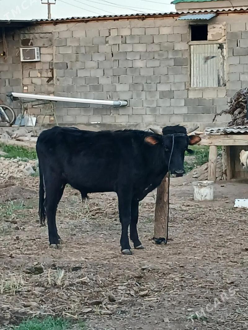 okuz - Гёкдепе - img 1