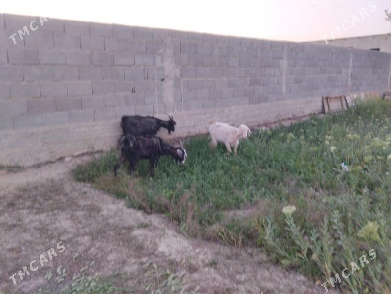 geci - Gökdepe - img 1