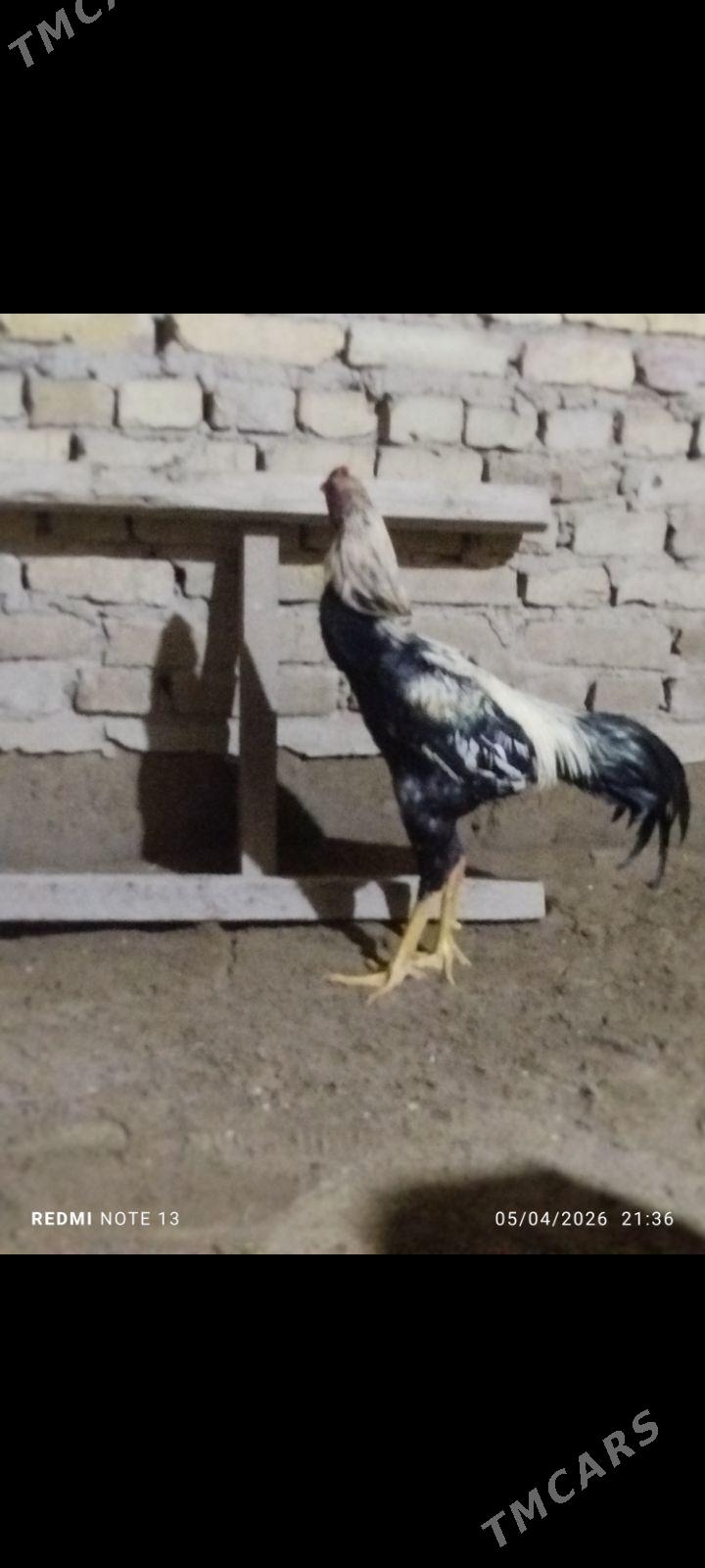 Baysy horaz - Saýat - img 1