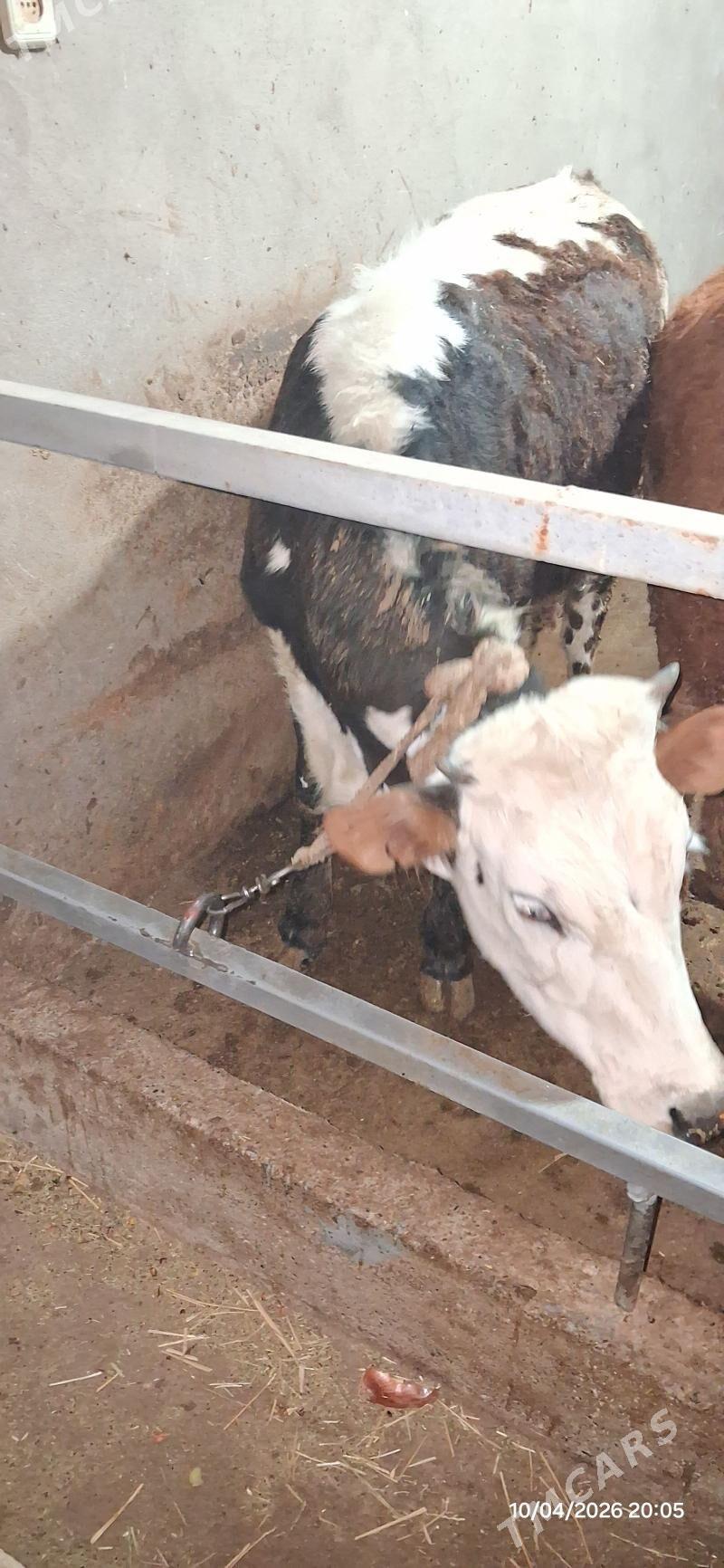 tuwe gole - Babadaýhan - img 1