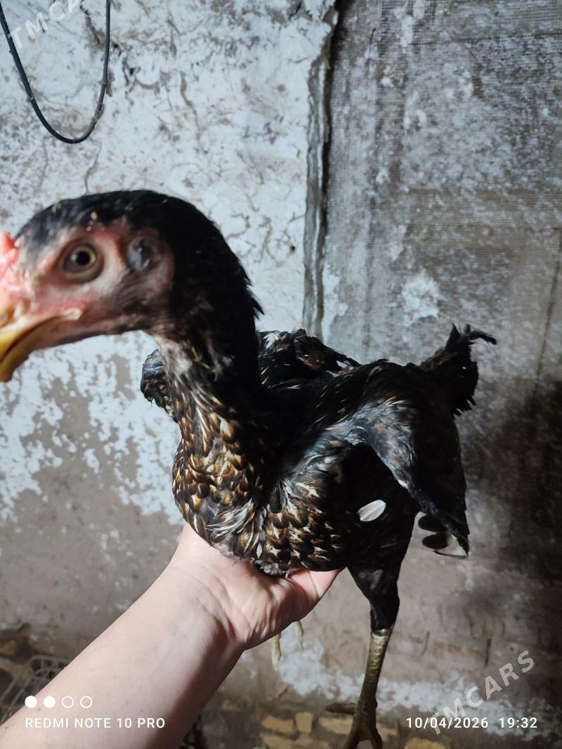 obmen baysowy horaz bilen - Türkmenabat - img 1