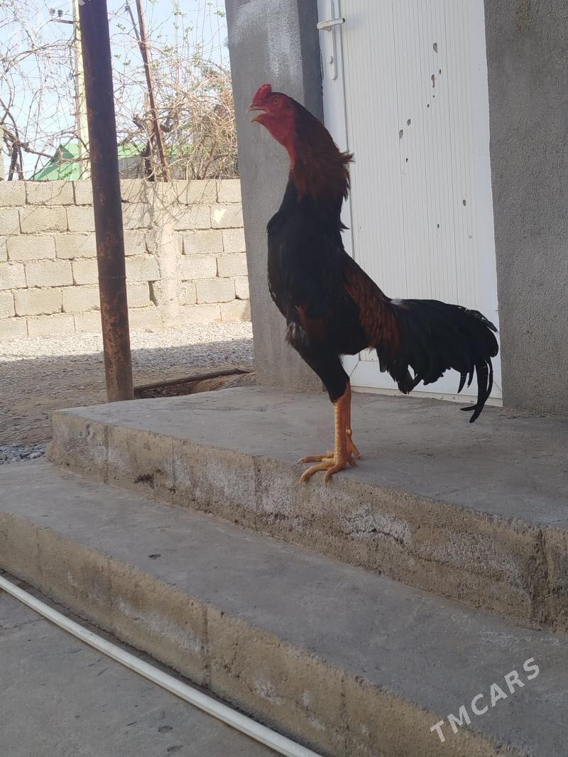 taskent - Ak bugdaý etraby - img 1