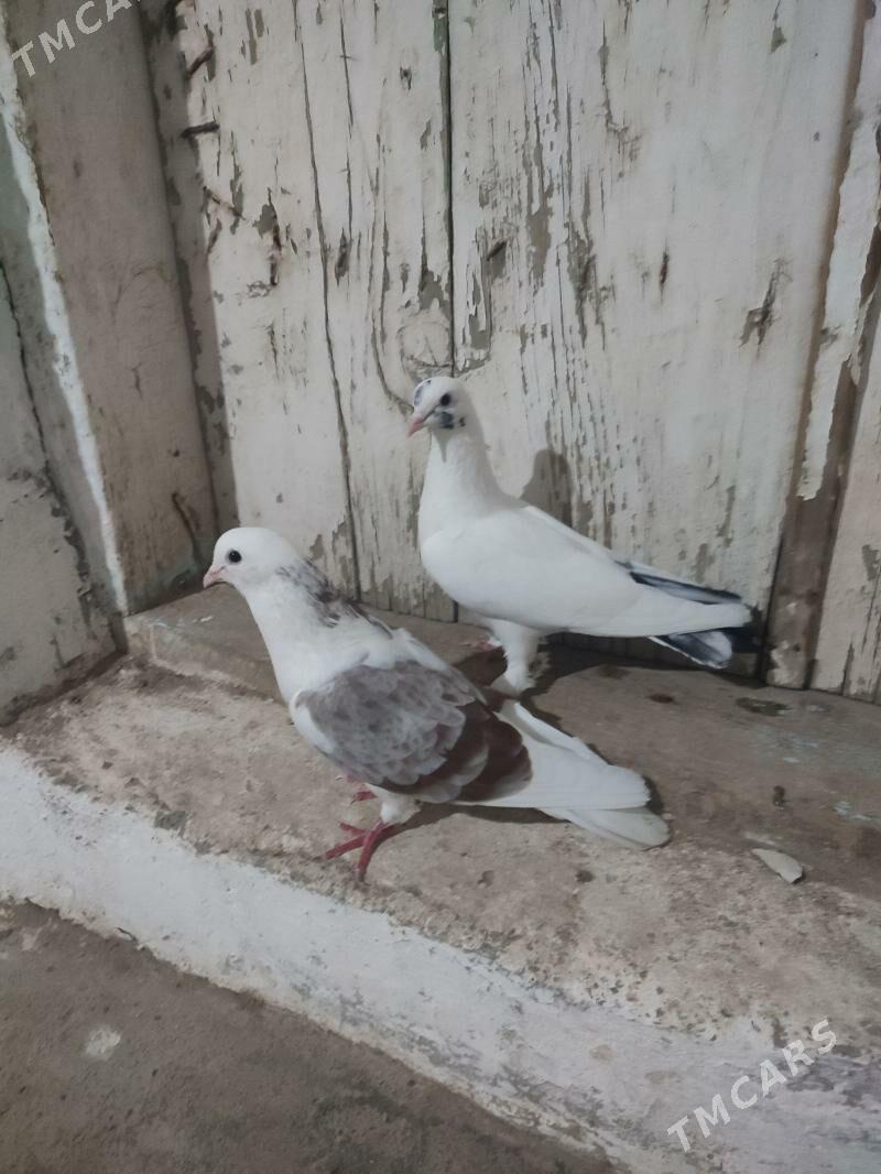 kepdei - Гызыларбат - img 1