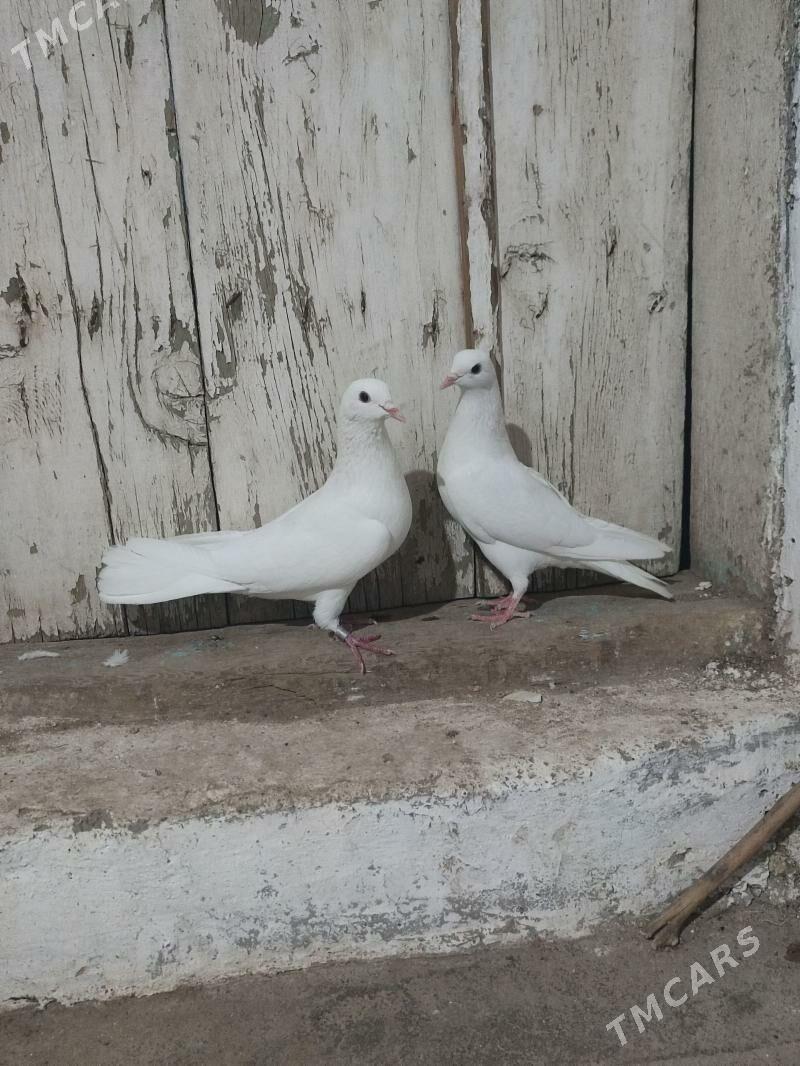 kepderi - Gyzylarbat - img 1