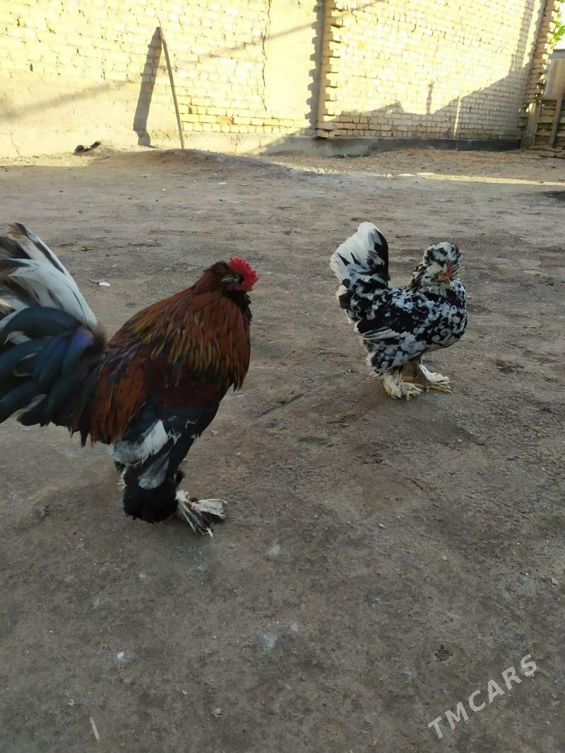 karlik - Чарджоу - img 1