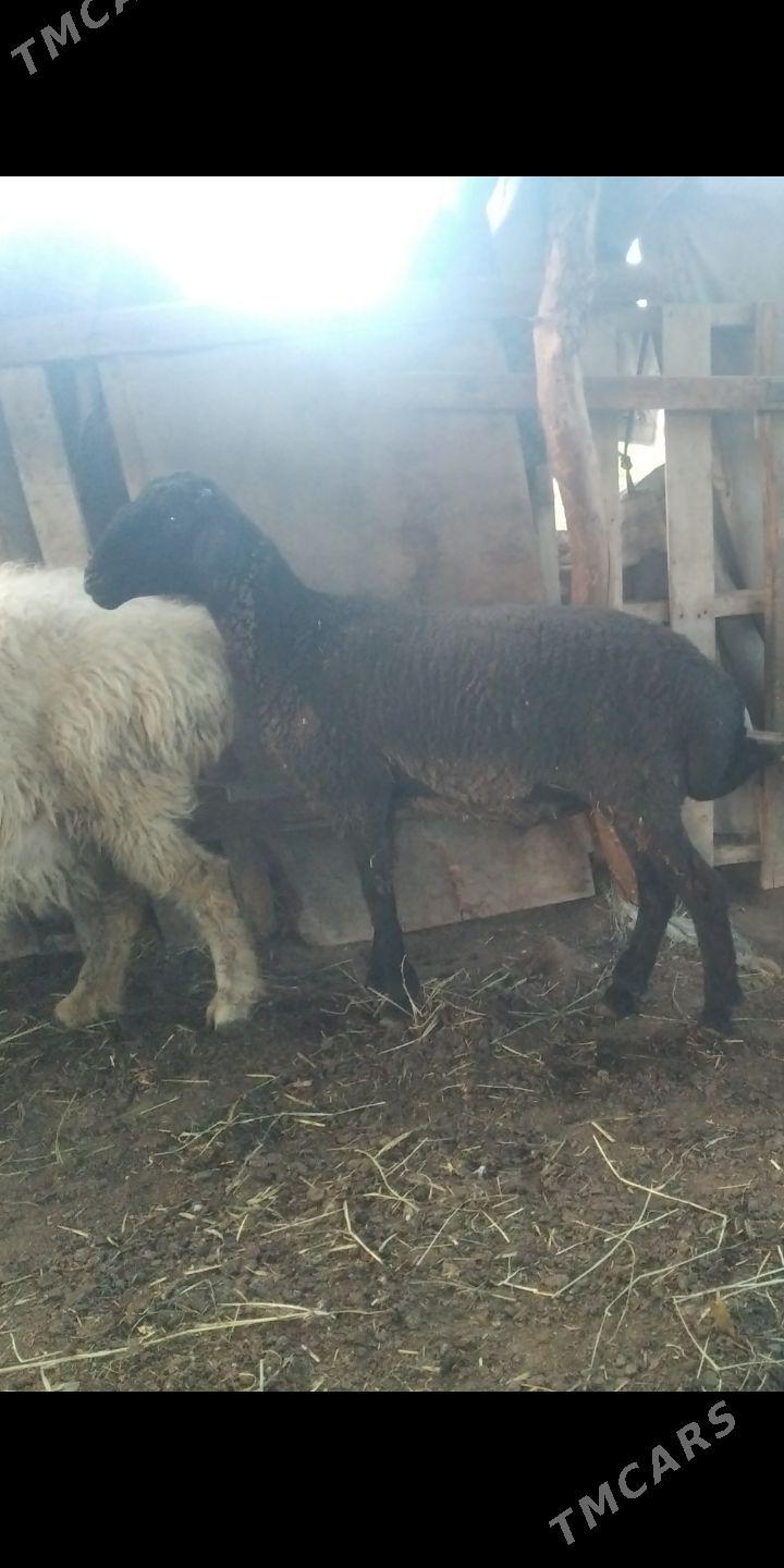 koçkar - Farap - img 1