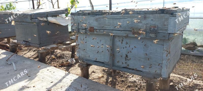 Bal ary - Чарджоу - img 1