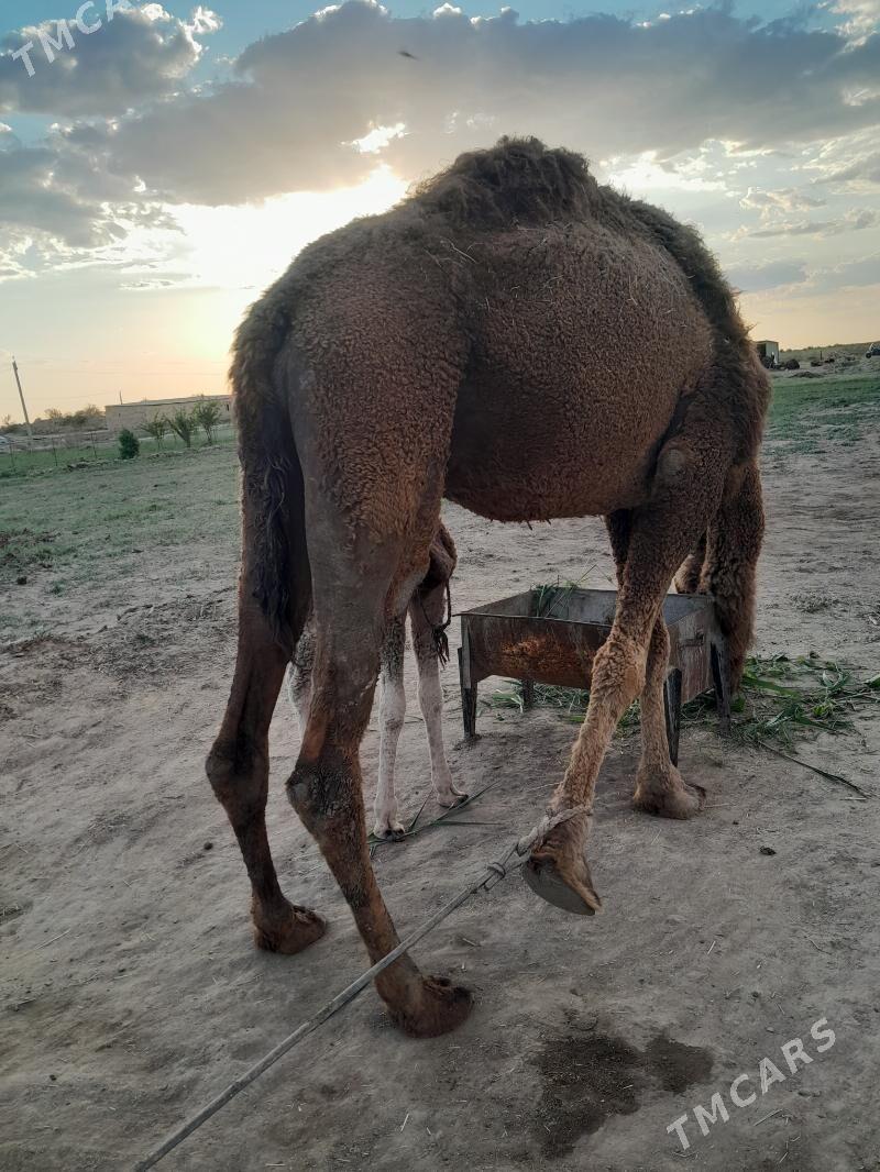 köşöklü düyö - Сакарчага - img 1