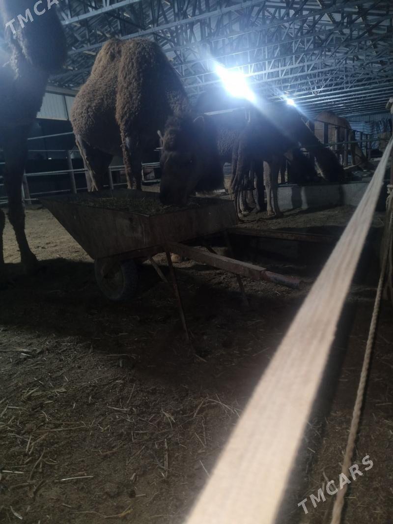 koshekli duye - Мары - img 1