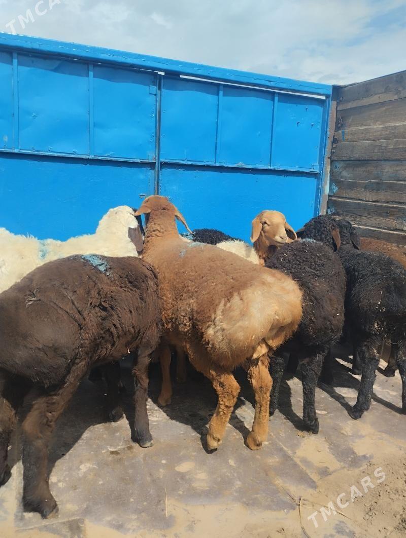 kuzular - Фарап - img 1