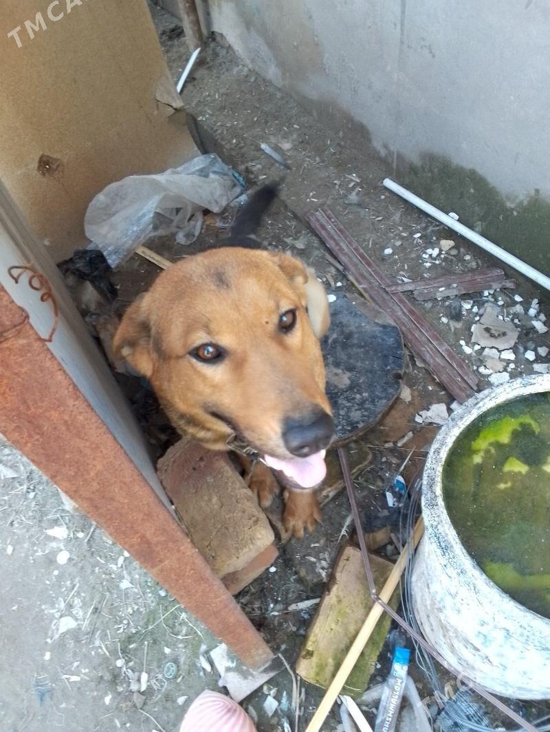 awcarka - Чарджоу - img 1