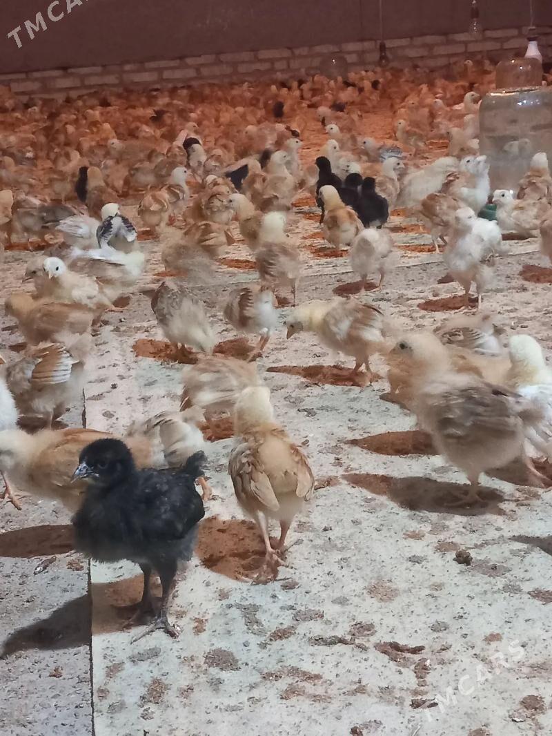 juje - Шабатский этрап - img 1