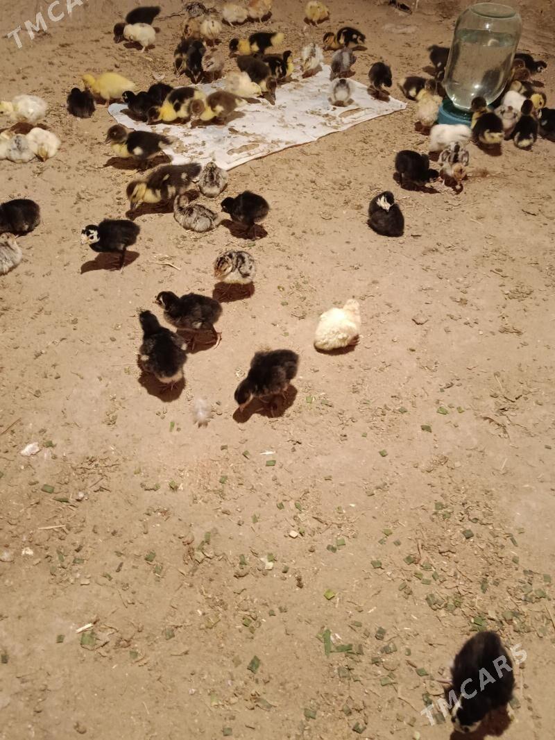 induk juje - Мургап - img 1