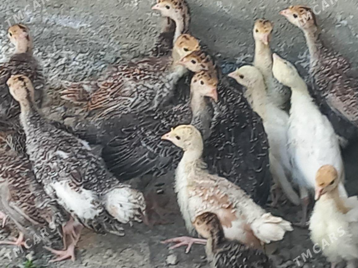 induk juÿje - Гёкдепе - img 1