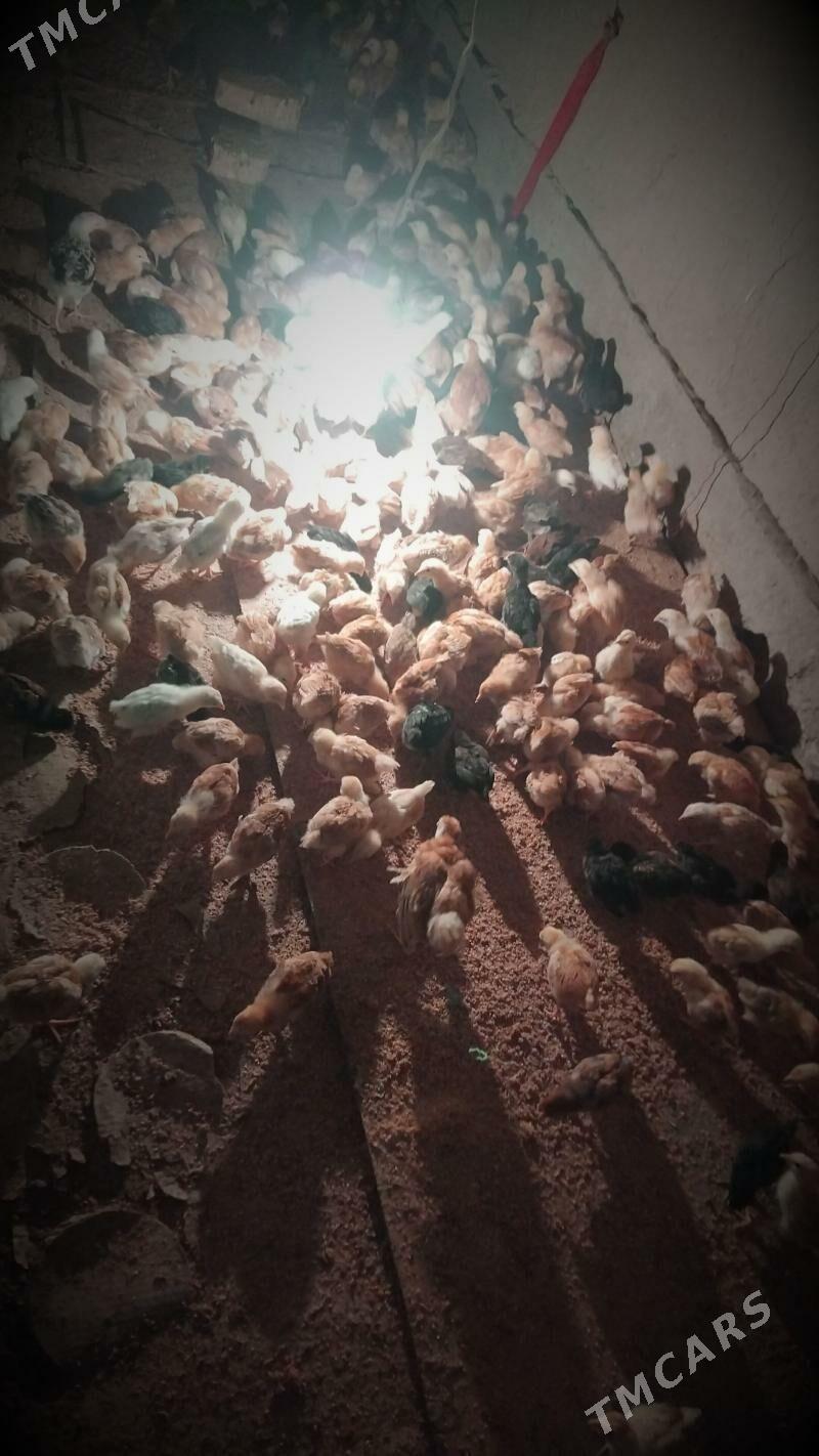 Sagdyn jujeler - Şabat etr. - img 1