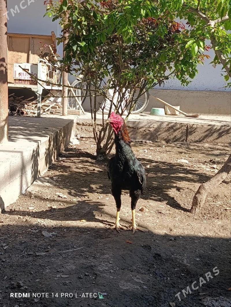 Horaz - Дашогуз - img 1