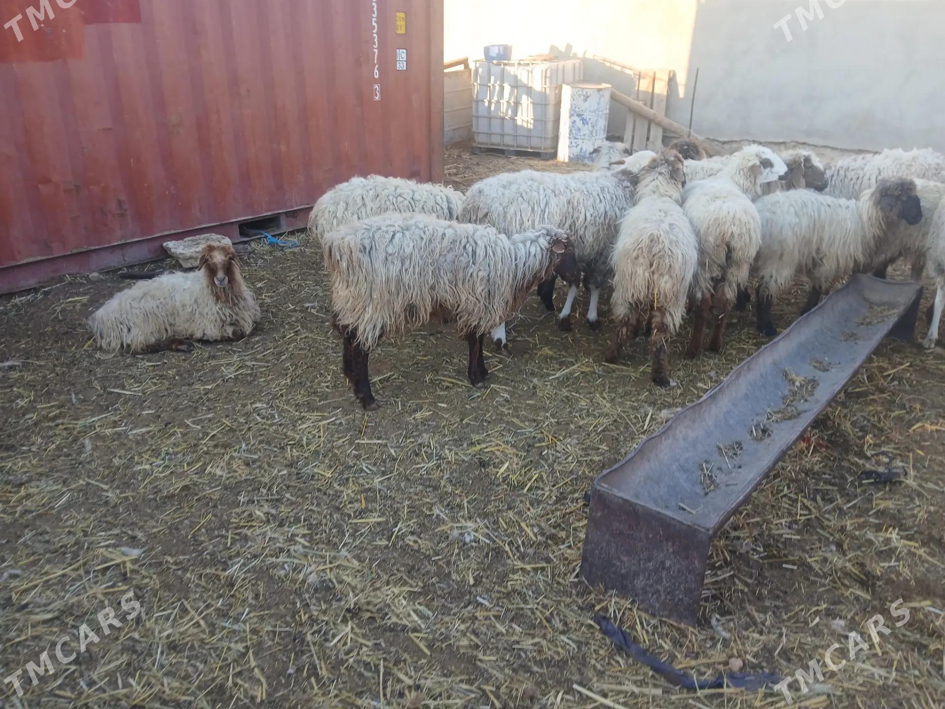 işşek - Балканабат - img 1