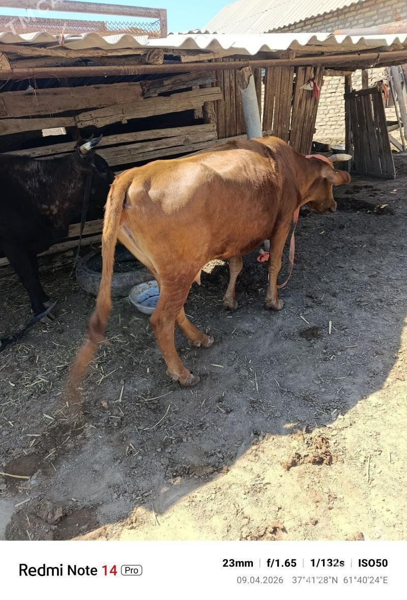 sygyr we okuz - Mary - img 1