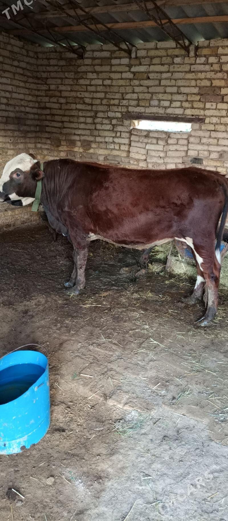 öküz - Murgap - img 1