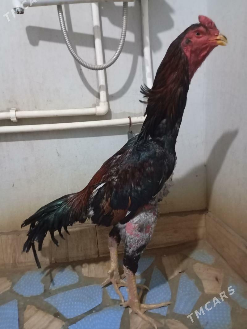 TASGENT HORAZ - Mary - img 1