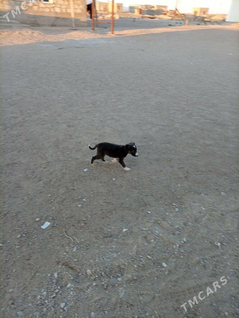 tazy - Балканабат - img 1