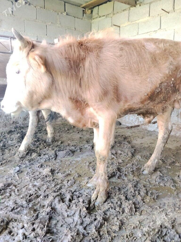 окуз - Бахарден - img 1