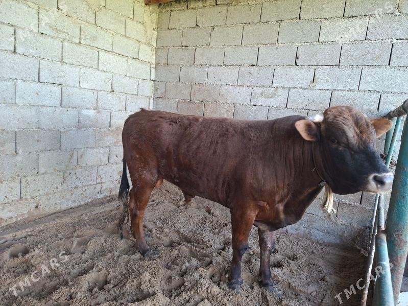 okuz - Багир - img 1