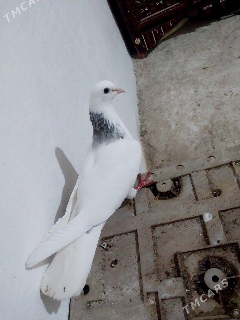 kepderi - Гызыларбат - img 1