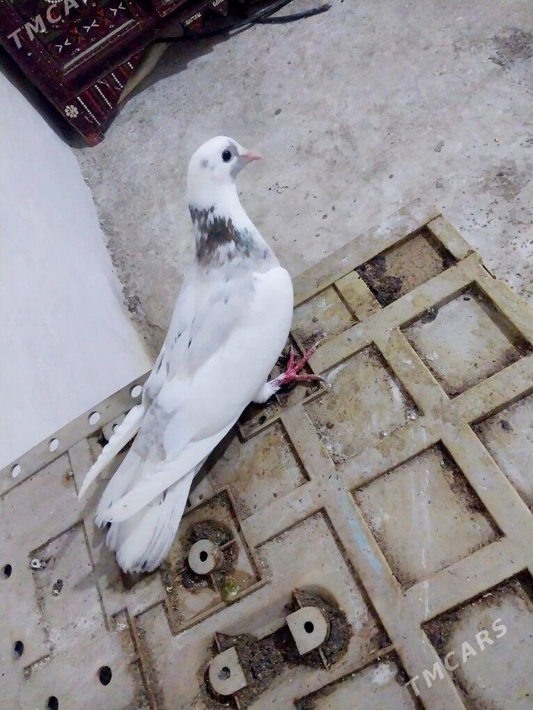 kepderi - Гызыларбат - img 1