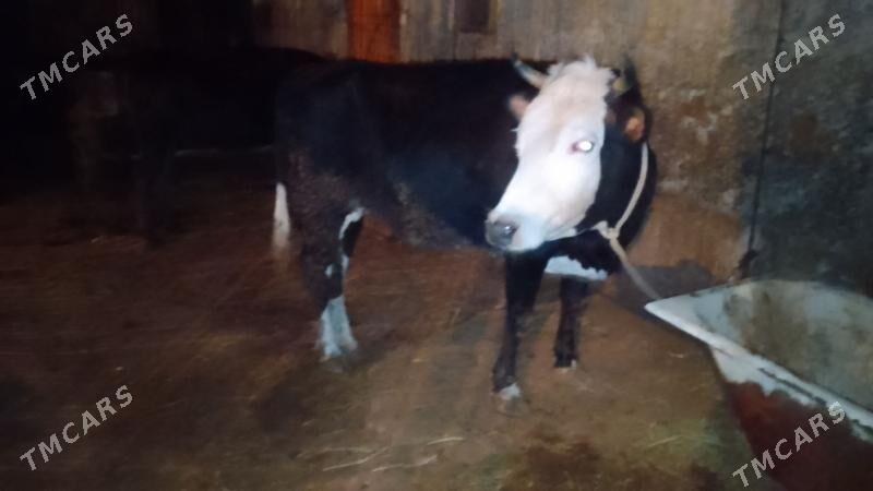 sygyr - Büzmeýin - img 1