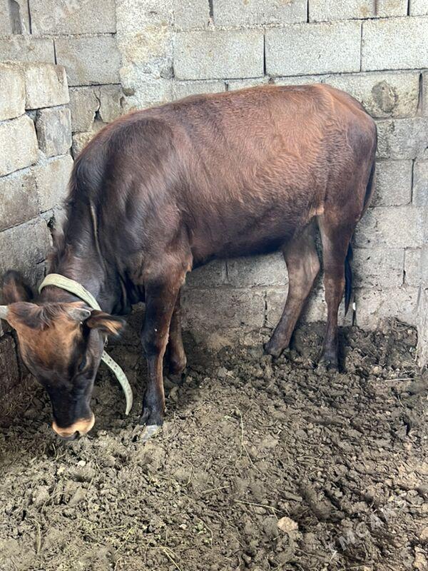 tüwe öküz - Анев - img 1