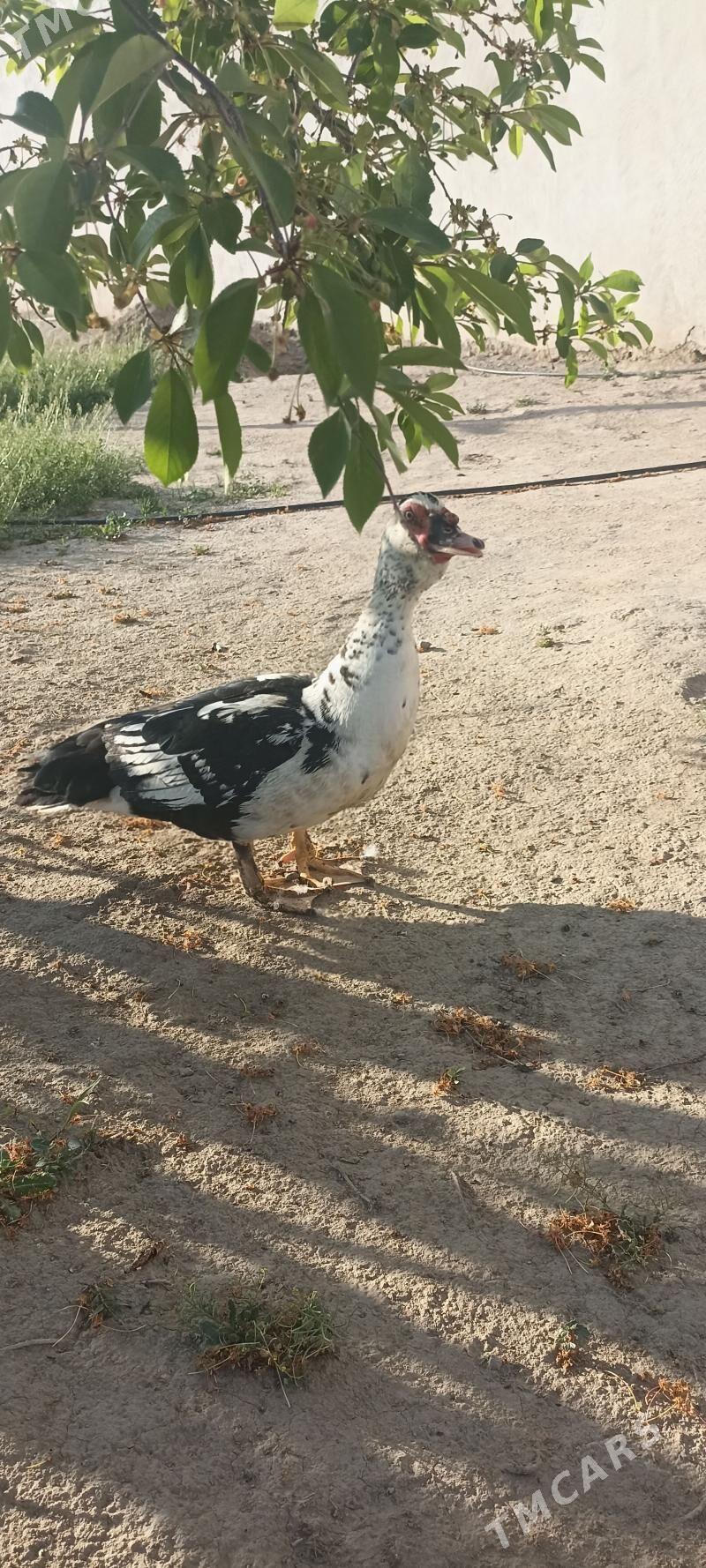 ördek - Ашхабад - img 1