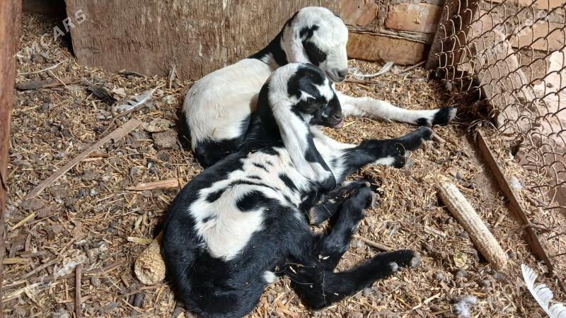 Пакистан арасса овлак - Керки - img 1