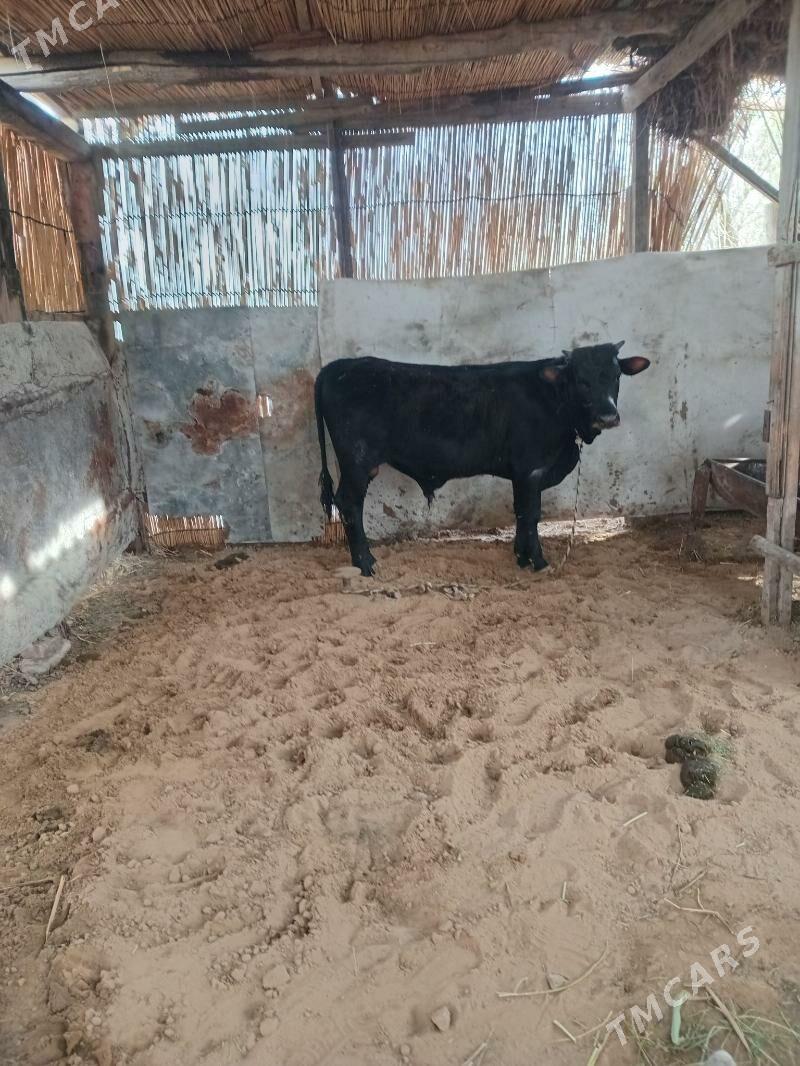 okozler - Мары - img 1