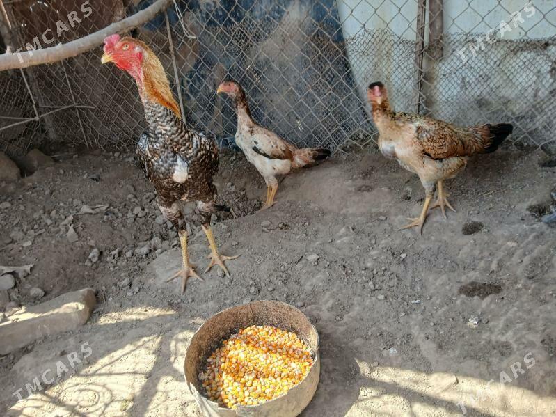 BAYSY - Туркменабат - img 1