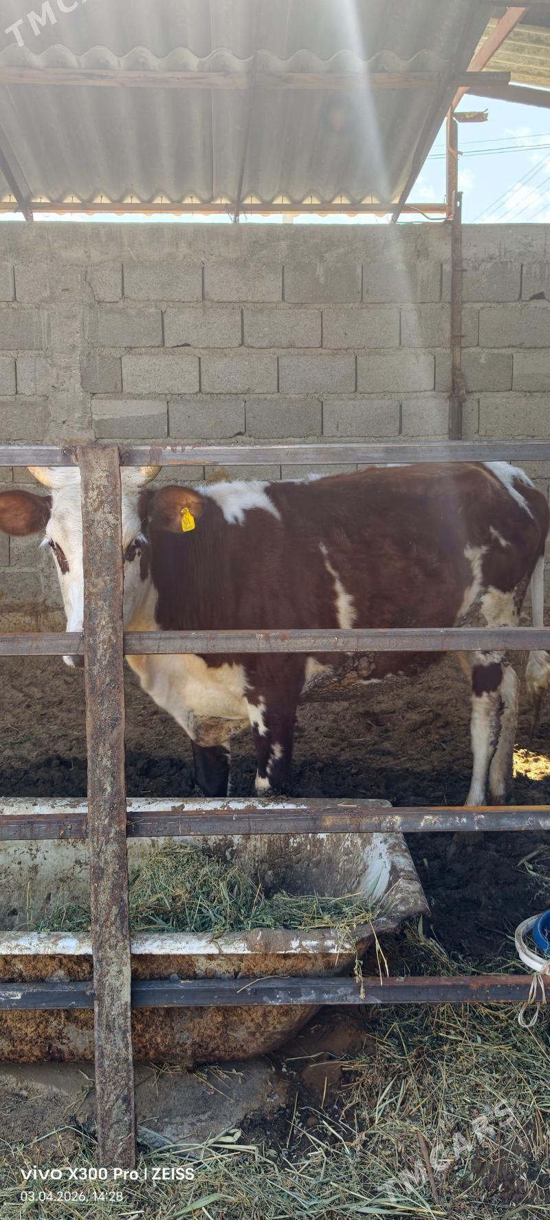 tuwe - Гёкдепе - img 1