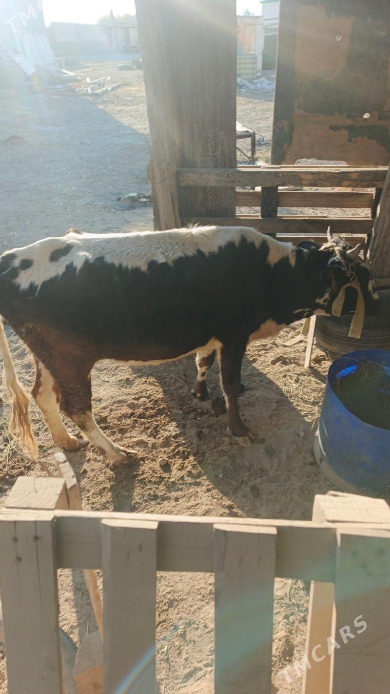 bogaz sygyr - Анев - img 1