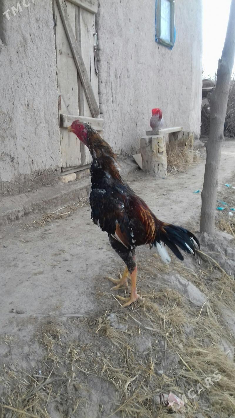 8 aýlyk juje barlap bolya - Губадаг - img 1