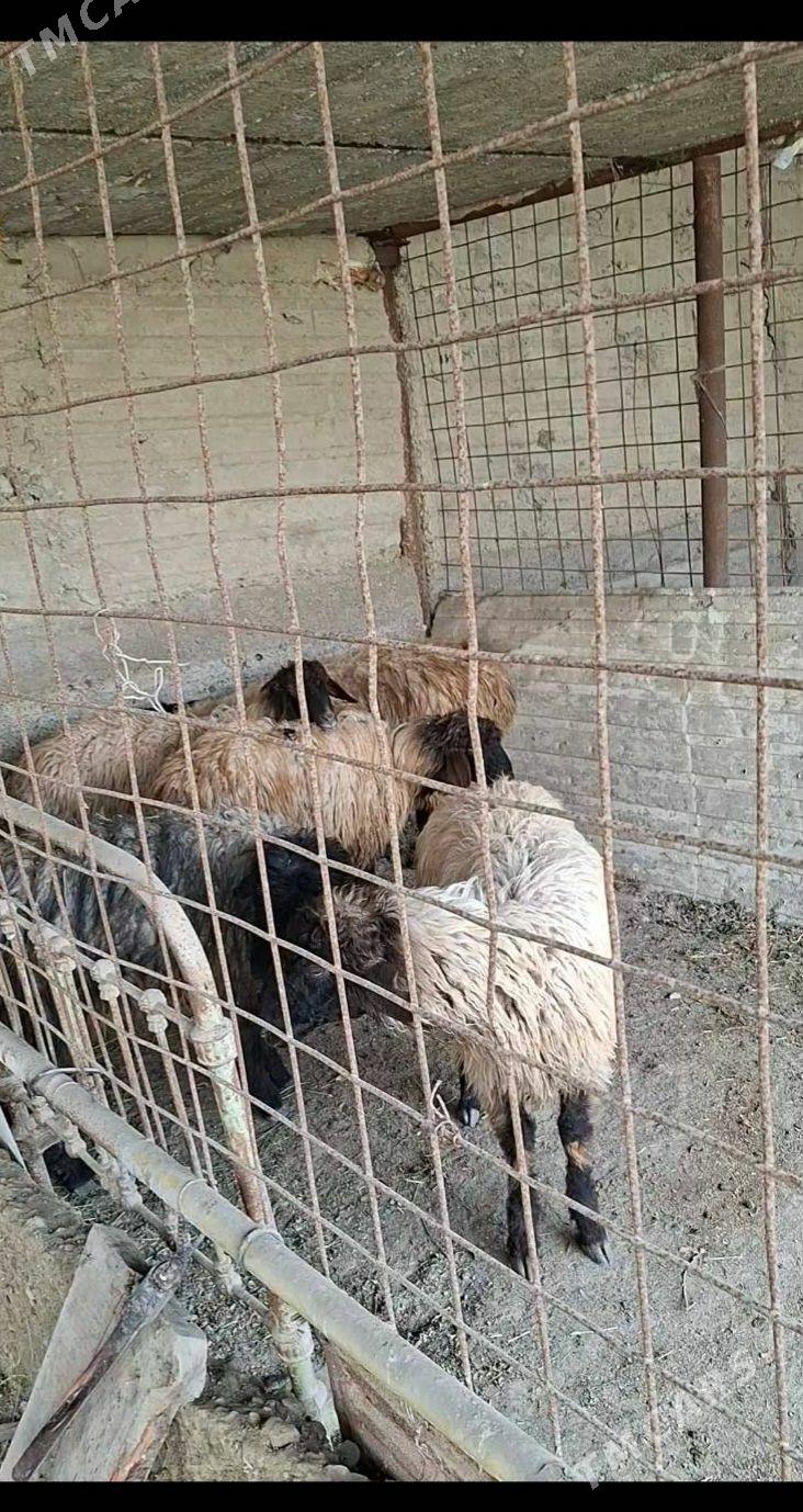 Turkmen goyunlar - Änew - img 1